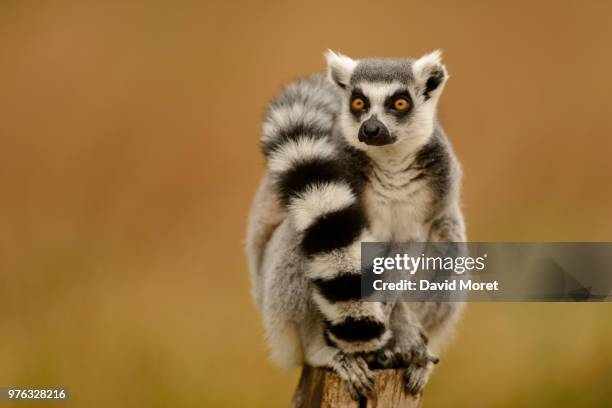lumigny-nesles-ormeaux,france - lemur stockfoto's en -beelden