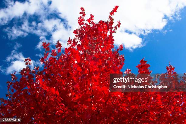 giant red tree - nicholas christopher stock pictures, royalty-free photos & images