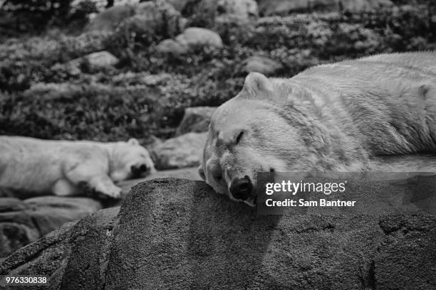 polar bear one - omnivorous stock pictures, royalty-free photos & images