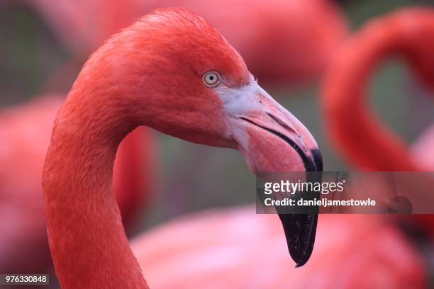 close-up of flamingos head - flamingo's stockfoto's en -beelden