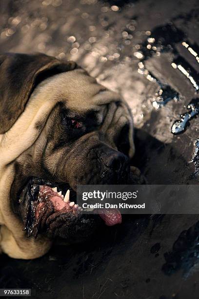 Dog lies on the floor on day one of the annual Crufts dog show at the National Exhibition Centre on March 11, 2010 in Birmingham, England. During...