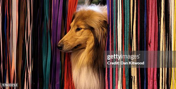 Dog pokes it's nose through leads on a display stand on day one of the annual Crufts dog show at the National Exhibition Centre on March 11, 2010 in...