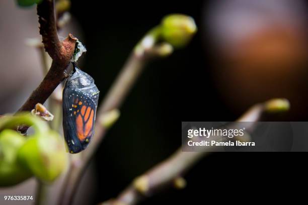 mariposa monarca - mariposa monarca stock pictures, royalty-free photos & images