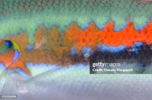 Pretty Fish Skin Patterns 432 Fish Skin Pattern Stock Photos, High-Res Pictures, and Images ...