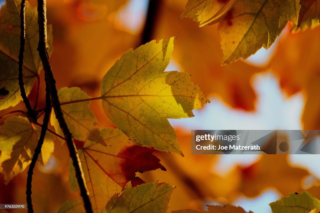 Autumn Colors