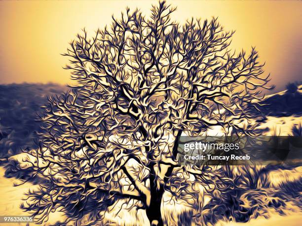 lonely tree... - tuncay stock-fotos und bilder