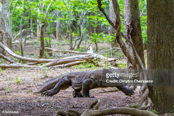 komodo dragon - vulnerable species stock pictures, royalty-free photos & images