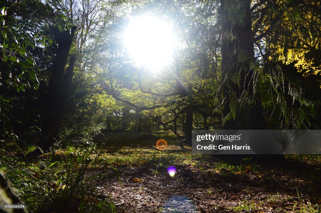 Westonbirt Arboretum