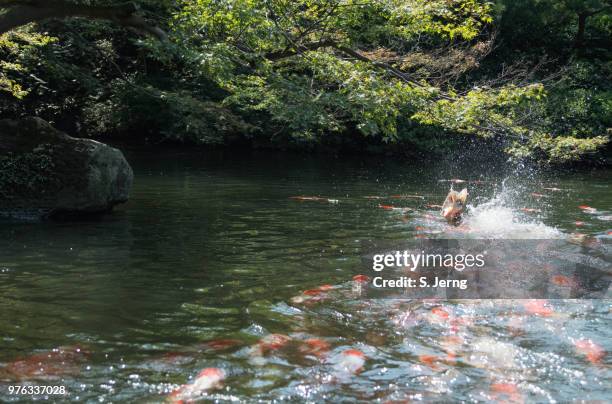 Carp Jump 228 Jumping Carp Stock Photos, High-Res Pictures, and Images - Getty Images