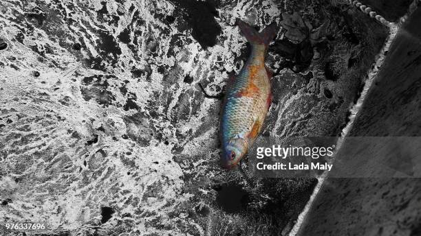 sadness - hawkfish stock pictures, royalty-free photos & images