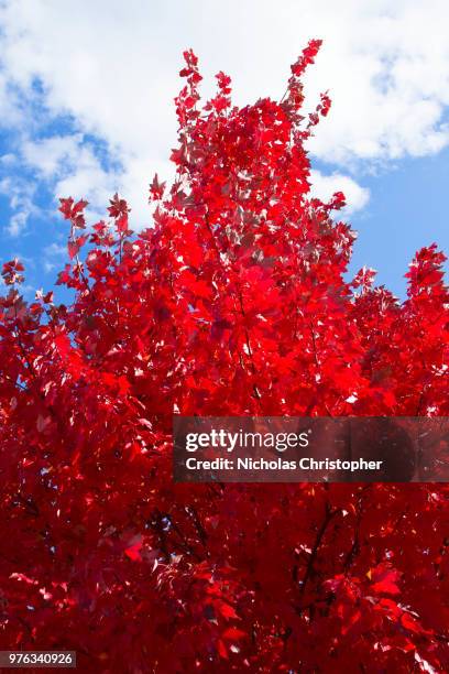 red tree - nicholas christopher stock pictures, royalty-free photos & images
