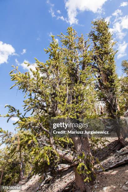 ancient bristlecone pine forest - ancient bristlecone pine forest imagens e fotografias de stock