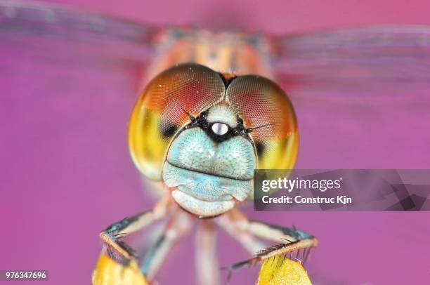 extreme close up of dragonfly - odonata stock-fotos und bilder