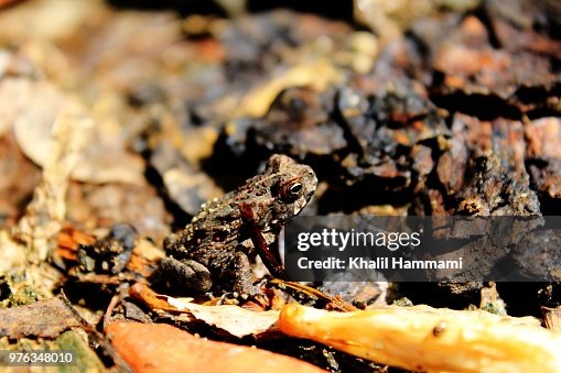 Young cane toad Young cane toad