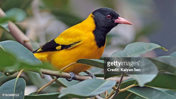 black hooded oriole - blackheaded oriole stock pictures, royalty-free photos & images
