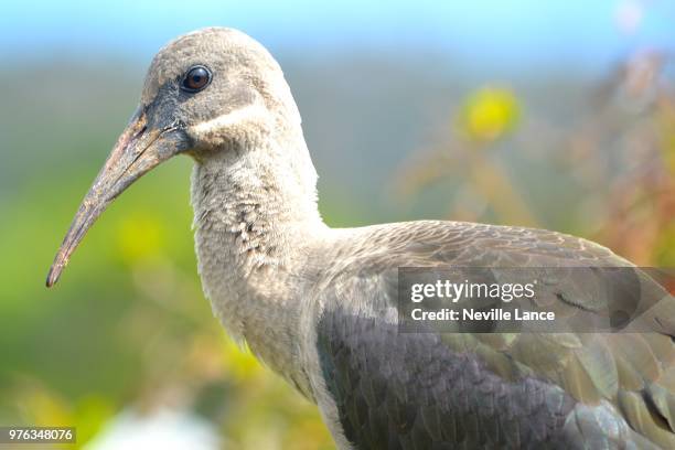 hadeda posing - lance long stock pictures, royalty-free photos & images