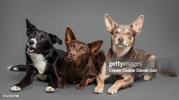 three australian kelpie dogs lying down - オーストラリアンケルピー ストックフォトと画像