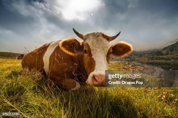 cow lying down in pasture - cute cow stock pictures, royalty-free photos & images