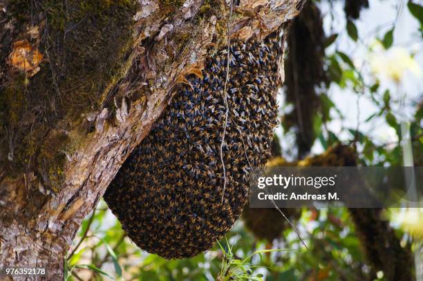 bee-hive on tree, nepal - beehive stock pictures, royalty-free photos & images
