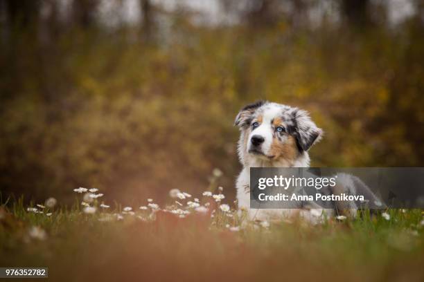 australian shepherd puppy lying in grass, prague, czech republic - australische herder stockfoto's en -beelden