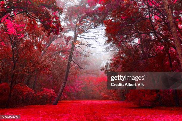 forest in red - albert ramos imagens e fotografias de stock