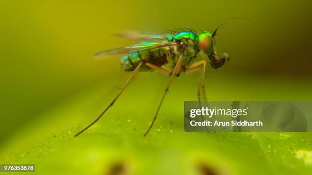 dolichopodidae fly - dolichopodidae stock pictures, royalty-free photos & images