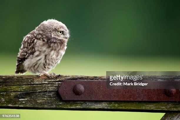 an baby owl on a gate. - baby gate stock pictures, royalty-free photos & images