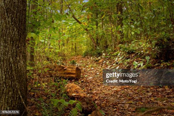 Lead Path Tree 691 Lead Wood Tree Stock Photos, High-Res Pictures, and Images - Getty ...