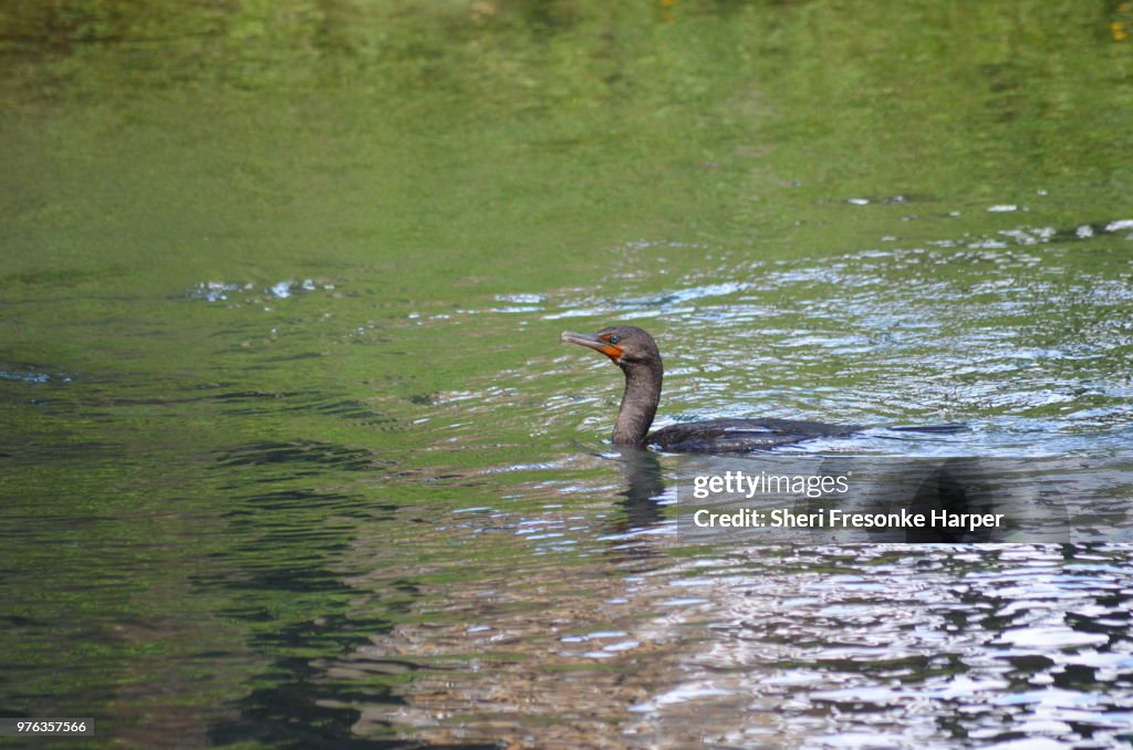 Double-crested Cormorant (Phalacrocorax auritus) at Gemini Springs Park, Debary, FL