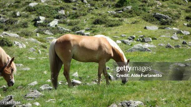 obereweissbrunnalm sopra s.geltrude ultimo - sopra stock pictures, royalty-free photos & images