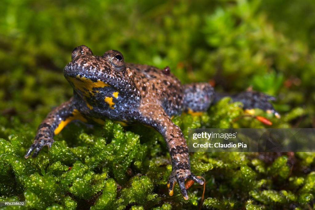 Bombyna pachypus alias Ululone