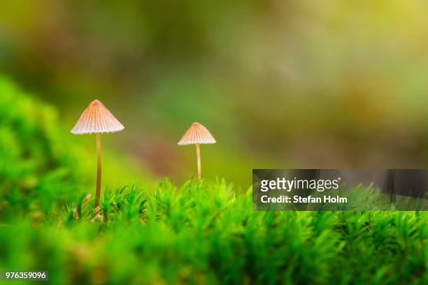 two small mushrooms - bolet poivré photos et images de collection