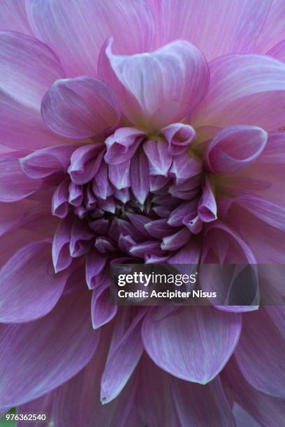 fleur violette - violette stock pictures, royalty-free photos & images