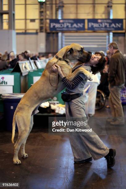 Dog jumps up on his owner on day one of the annual Crufts dog show at the National Exhibition Centre on March 11, 2010 in Birmingham, England. During...
