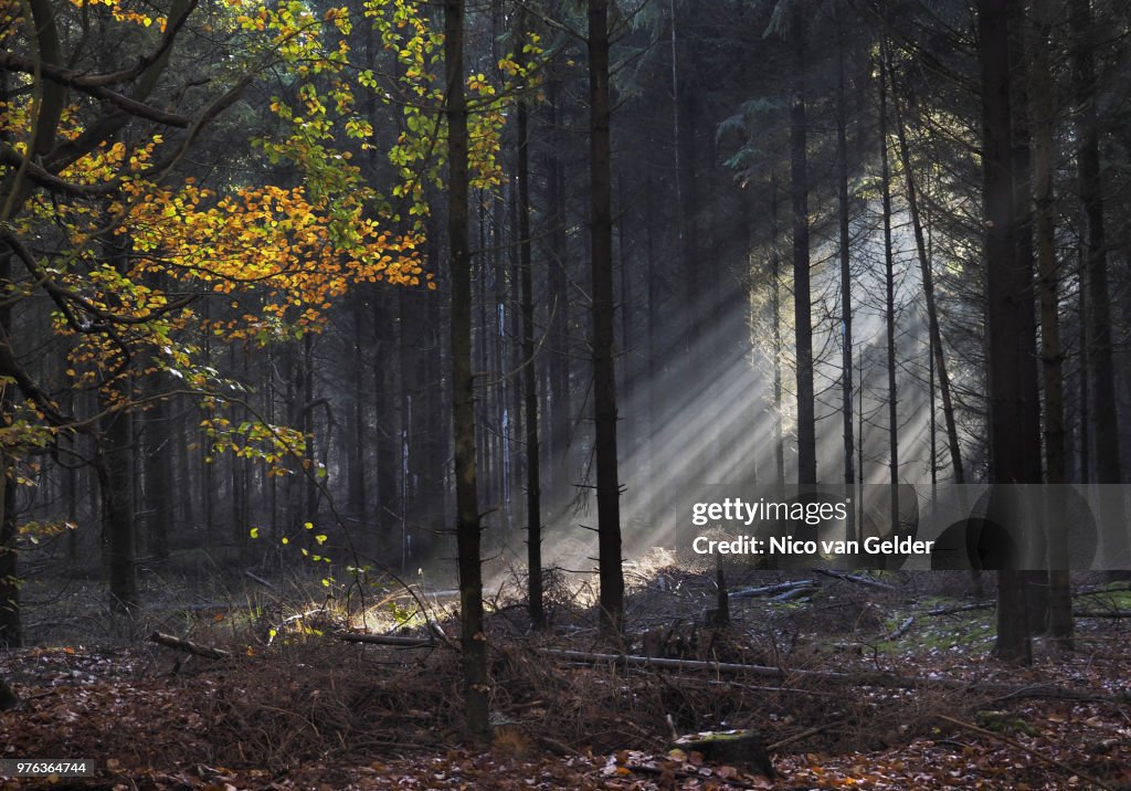 Herfst