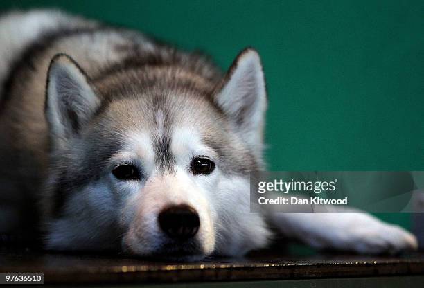Dog lies in its enclosure on day one of the annual Crufts dog show at the National Exhibition Centre on March 11, 2010 in Birmingham, England. During...