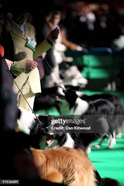 Dogs and their owners take to the practice arena on the first day of the annual Crufts dog show at the National Exhibition Centre on March 11, 2010...