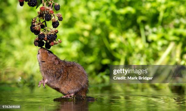 european water vole (arvicola amphibius) smelling berries - arvicola stock pictures, royalty-free photos & images