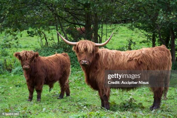 vaches en chocolat - vaches stock pictures, royalty-free photos & images
