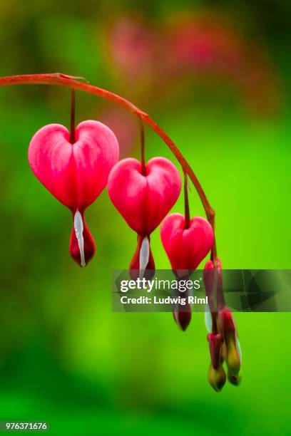 bleeding heart - bleeding heart stock pictures, royalty-free photos & images