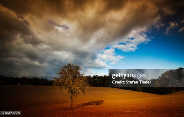 Tree Lonly 93 Lonly Stock Photos, High-Res Pictures, and Images - Getty Images