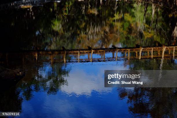high springs, usa - wang shuai stock pictures, royalty-free photos & images