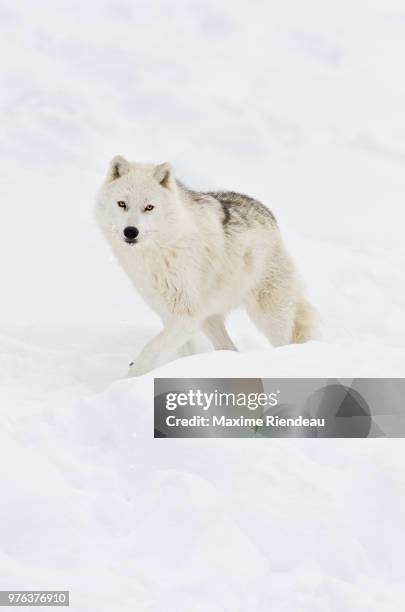 arctic wolf walking on snow in winter - arctic wolf stock pictures, royalty-free photos & images