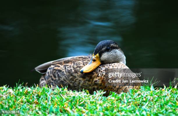 sitting duck - sitting duck stock pictures, royalty-free photos & images