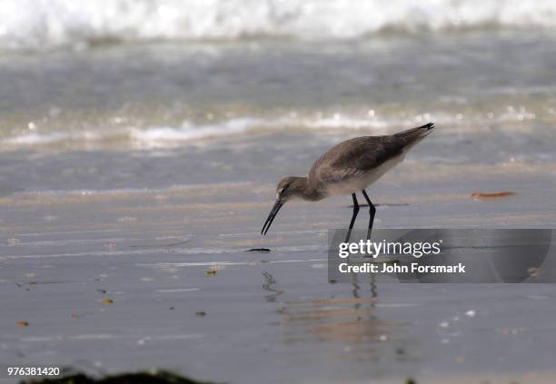 surf - foraging on beach stock pictures, royalty-free photos & images