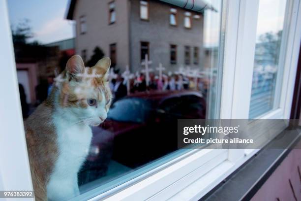 June 2018, Germany, Themar: A cat looks out of a window at a counter-demonstration against the rightist festival "Tage der nationalen Bewegung" with...