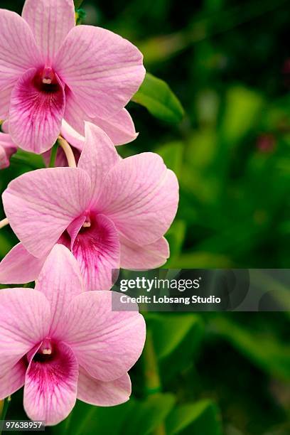 vanda orchids - vandaceous stockfoto's en -beelden