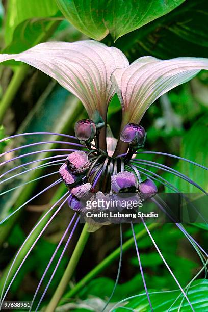 26 fotografias e imagens de Orquídea Negra - Getty Images