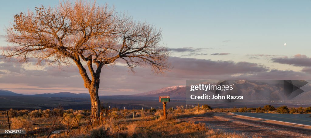 Bare tree and mountains at sunrise, Questo, Taos, New Mexico, USA