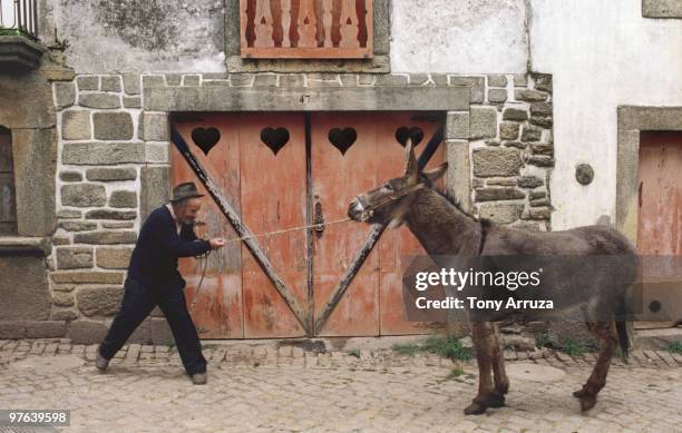 man pulling stubborn donkey - donkey fotografías e imágenes de stock